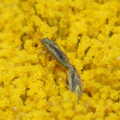 Lygaeidae (family) (Seed bug) at ANBG - 21 Nov 2018 by TimL