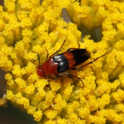 Ripiphoridae (family) (Wedge-shaped beetle) at Acton, ACT - 21 Nov 2018 by Tim L