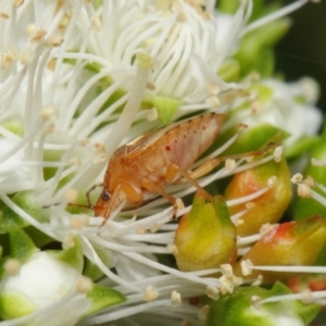 Pentatomoidea (superfamily) at Acton, ACT - 21 Nov 2018