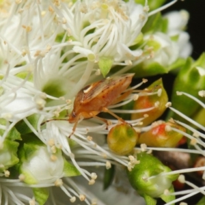 Pentatomoidea (superfamily) at Acton, ACT - 21 Nov 2018