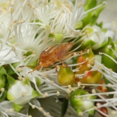 Pentatomoidea (superfamily) at Acton, ACT - 21 Nov 2018