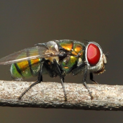 Calliphoridae (family) (Unidentified blowfly) at Hackett, ACT - 21 Nov 2018 by Tim L