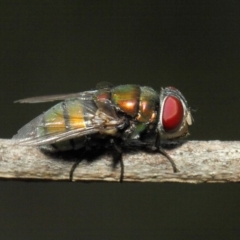 Calliphoridae (family) at Hackett, ACT - 21 Nov 2018 01:14 PM