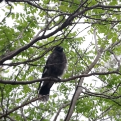 Strepera graculina (Pied Currawong) at Kambah, ACT - 23 Nov 2018 by RosemaryRoth