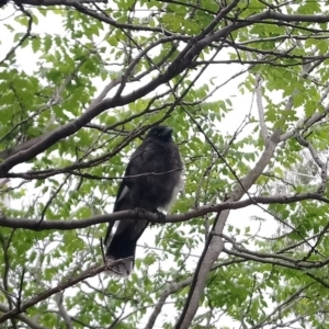 Strepera graculina at Kambah, ACT - 23 Nov 2018