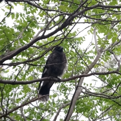 Strepera graculina (Pied Currawong) at Kambah, ACT - 23 Nov 2018 by RosemaryRoth