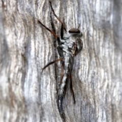 Cerdistus sp. (genus) (Slender Robber Fly) at Majura, ACT - 21 Nov 2018 by jbromilow50