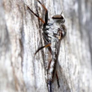 Cerdistus sp. (genus) at Majura, ACT - 21 Nov 2018 03:01 PM