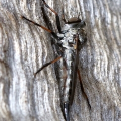 Cerdistus sp. (genus) at Majura, ACT - 21 Nov 2018 03:01 PM