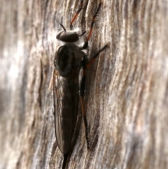 Cerdistus sp. (genus) at Majura, ACT - 21 Nov 2018 03:01 PM