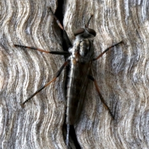 Cerdistus sp. (genus) at Majura, ACT - 21 Nov 2018 03:01 PM