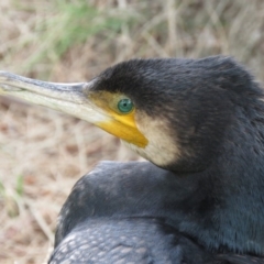 Phalacrocorax carbo (Great Cormorant) at Fyshwick, ACT - 21 Nov 2018 by KumikoCallaway