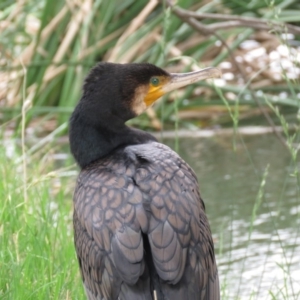 Phalacrocorax carbo at Fyshwick, ACT - 21 Nov 2018