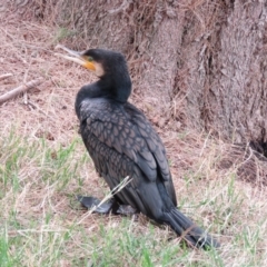 Phalacrocorax carbo at Fyshwick, ACT - 21 Nov 2018