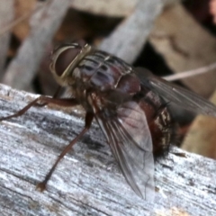 Rutilia (Rutilia) sp. (genus & subgenus) at Campbell, ACT - 21 Nov 2018