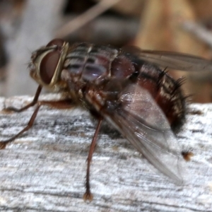 Rutilia (Rutilia) sp. (genus & subgenus) at Campbell, ACT - 21 Nov 2018