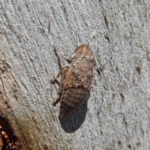 Stenocotis sp. (genus) at Symonston, ACT - 20 Nov 2018 10:13 AM