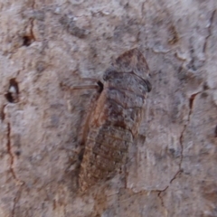 Stenocotis sp. (genus) at Symonston, ACT - 20 Nov 2018 10:13 AM