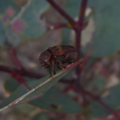 Cadmus (Cadmus) crucicollis (Leaf beetle) at Symonston, ACT - 2 Nov 2018 by Christine