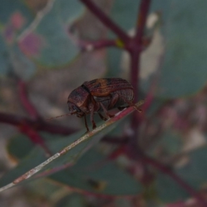 Cadmus (Cadmus) crucicollis at Symonston, ACT - 2 Nov 2018