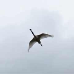 Platalea regia at Fyshwick, ACT - 21 Nov 2018