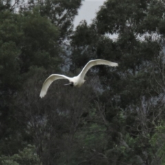 Platalea regia at Fyshwick, ACT - 21 Nov 2018