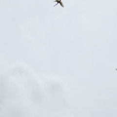 Platalea regia at Fyshwick, ACT - 21 Nov 2018