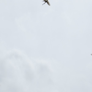 Platalea regia at Fyshwick, ACT - 21 Nov 2018