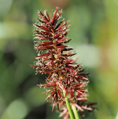 Cyperus lucidus (Leafy Flat Sedge) at Uriarra Village, ACT - 20 Nov 2018 by KenT