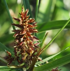 Cyperus lucidus at Uriarra Village, ACT - 20 Nov 2018