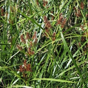 Cyperus lucidus at Uriarra Village, ACT - 20 Nov 2018 07:02 AM