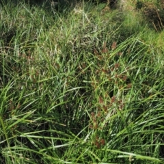 Cyperus lucidus at Uriarra Village, ACT - 20 Nov 2018 07:02 AM