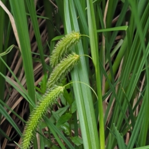 Carex fascicularis at Coree, ACT - 20 Nov 2018