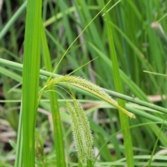 Carex fascicularis at Coree, ACT - 20 Nov 2018