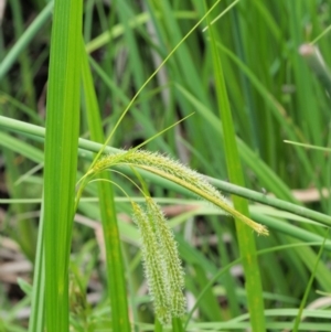 Carex fascicularis at Coree, ACT - 20 Nov 2018