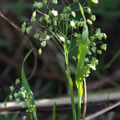 Briza minor (Shivery Grass) at Coree, ACT - 19 Nov 2018 by KenT