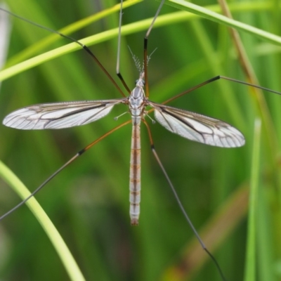 Ptilogyna sp. (genus) (A crane fly) at Coree, ACT - 19 Nov 2018 by KenT