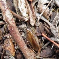 Johnrehnia sp. (genus) (A coachroach) at Acton, ACT - 23 Nov 2018 by RodDeb