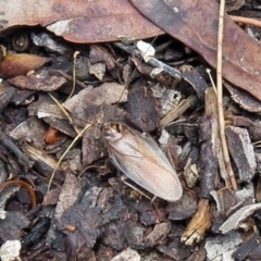 Johnrehnia sp. (genus) at Acton, ACT - 23 Nov 2018