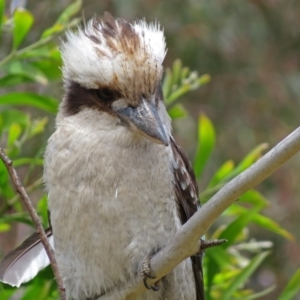 Dacelo novaeguineae at Acton, ACT - 23 Nov 2018