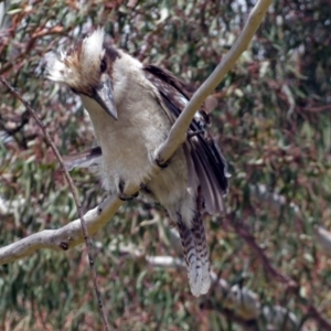 Dacelo novaeguineae at Acton, ACT - 23 Nov 2018