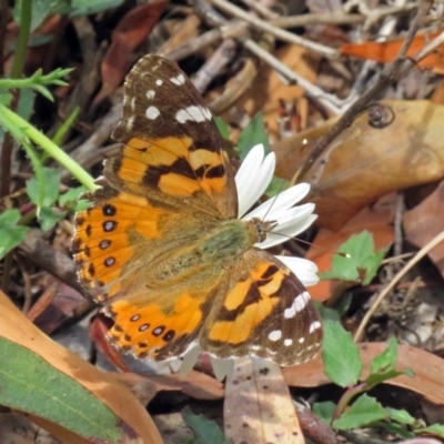 Vanessa kershawi (Australian Painted Lady) at Acton, ACT - 23 Nov 2018 by RodDeb