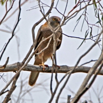 Accipiter fasciatus (Brown Goshawk) at Acton, ACT - 23 Nov 2018 by RodDeb