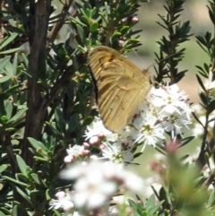 Heteronympha merope (Common Brown Butterfly) at Sth Tablelands Ecosystem Park - 30 Nov 2017 by galah681