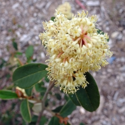 Pomaderris ligustrina subsp. ligustrina (Privet Pomaderris) at Molonglo Valley, ACT - 28 Nov 2018 by galah681