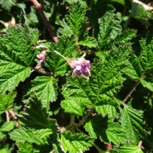 Rubus parvifolius at Molonglo Valley, ACT - 30 Nov 2017