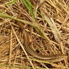 Ctenotus robustus (Robust Striped-skink) at Molonglo Valley, ACT - 27 Dec 2017 by galah681