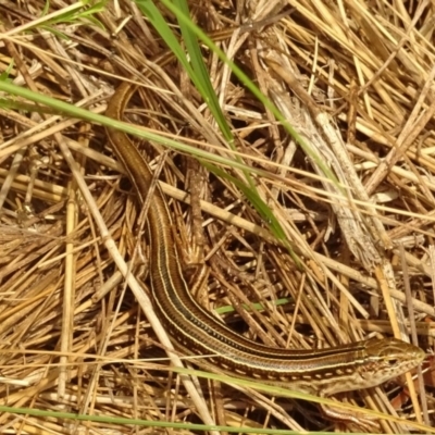 Ctenotus robustus (Robust Striped-skink) at Molonglo Valley, ACT - 28 Dec 2017 by galah681