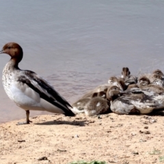 Chenonetta jubata (Australian Wood Duck) at Dickson, ACT - 24 Oct 2018 by jb2602