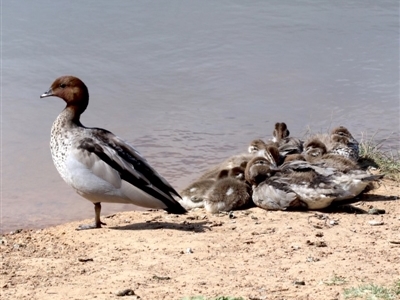 Chenonetta jubata (Australian Wood Duck) at Dickson, ACT - 25 Oct 2018 by jb2602